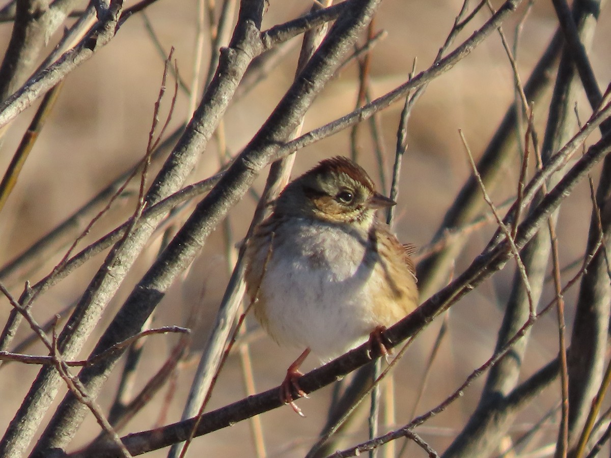 Swamp Sparrow - ML614586323