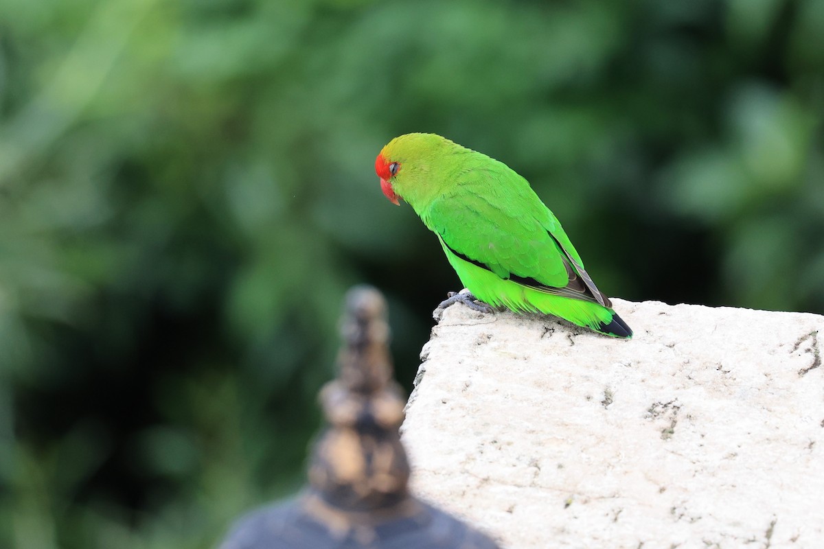 Black-winged Lovebird - Jian-Long(建龍) WU(吳)