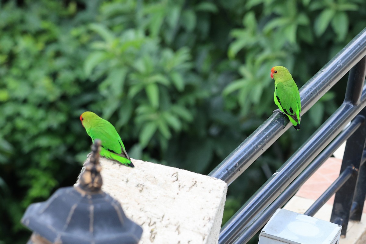 Black-winged Lovebird - ML614586332