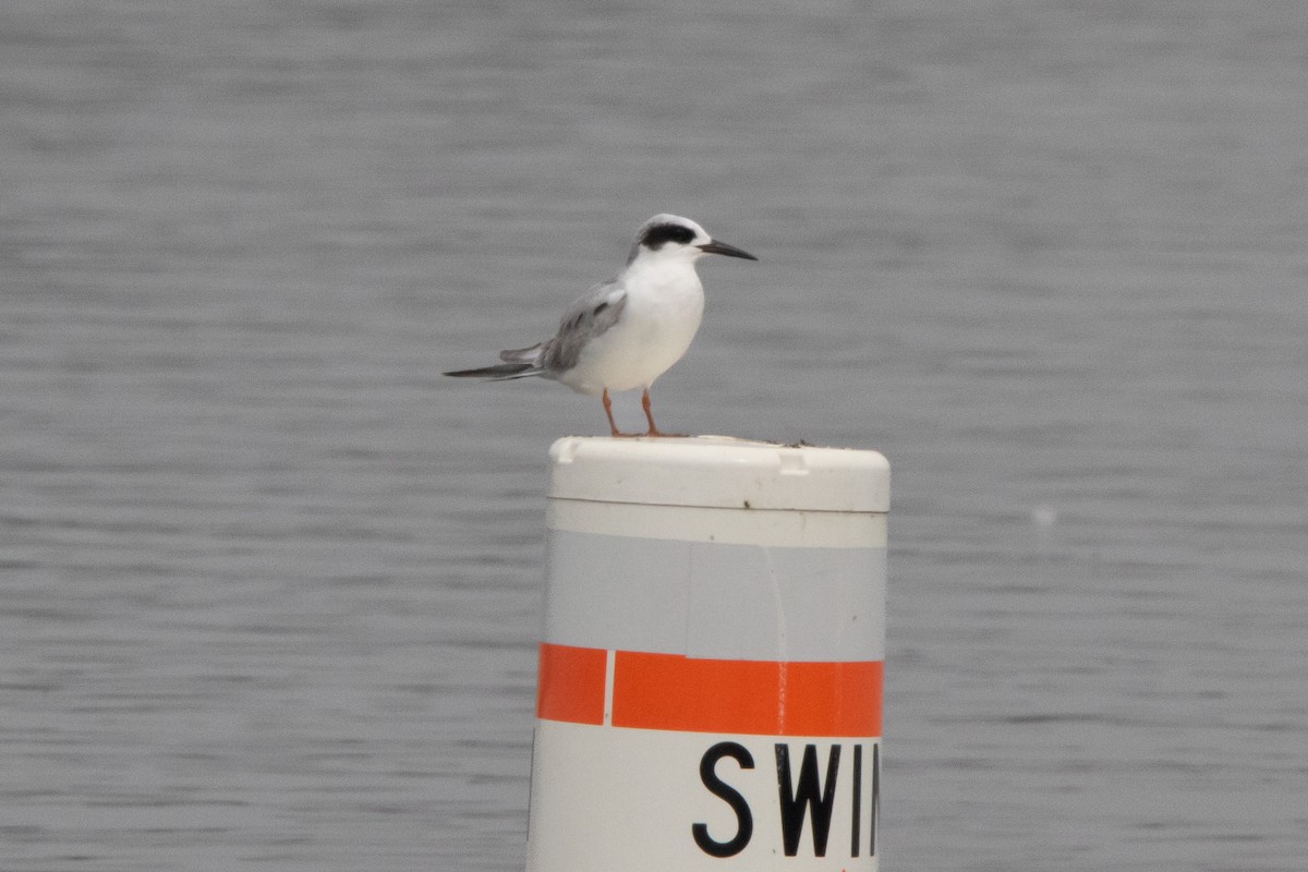 Forster's Tern - ML614586434