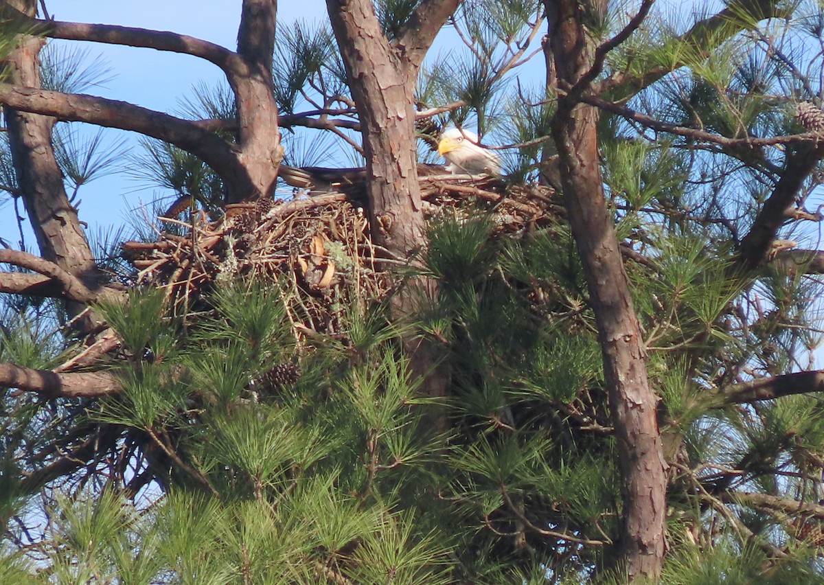 Bald Eagle - ML614586461