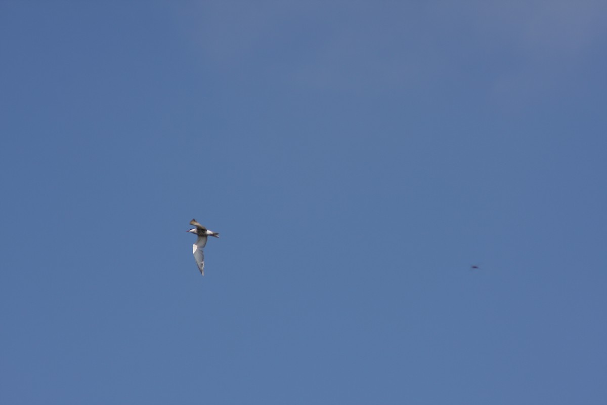 Whiskered Tern - Andrew Markel