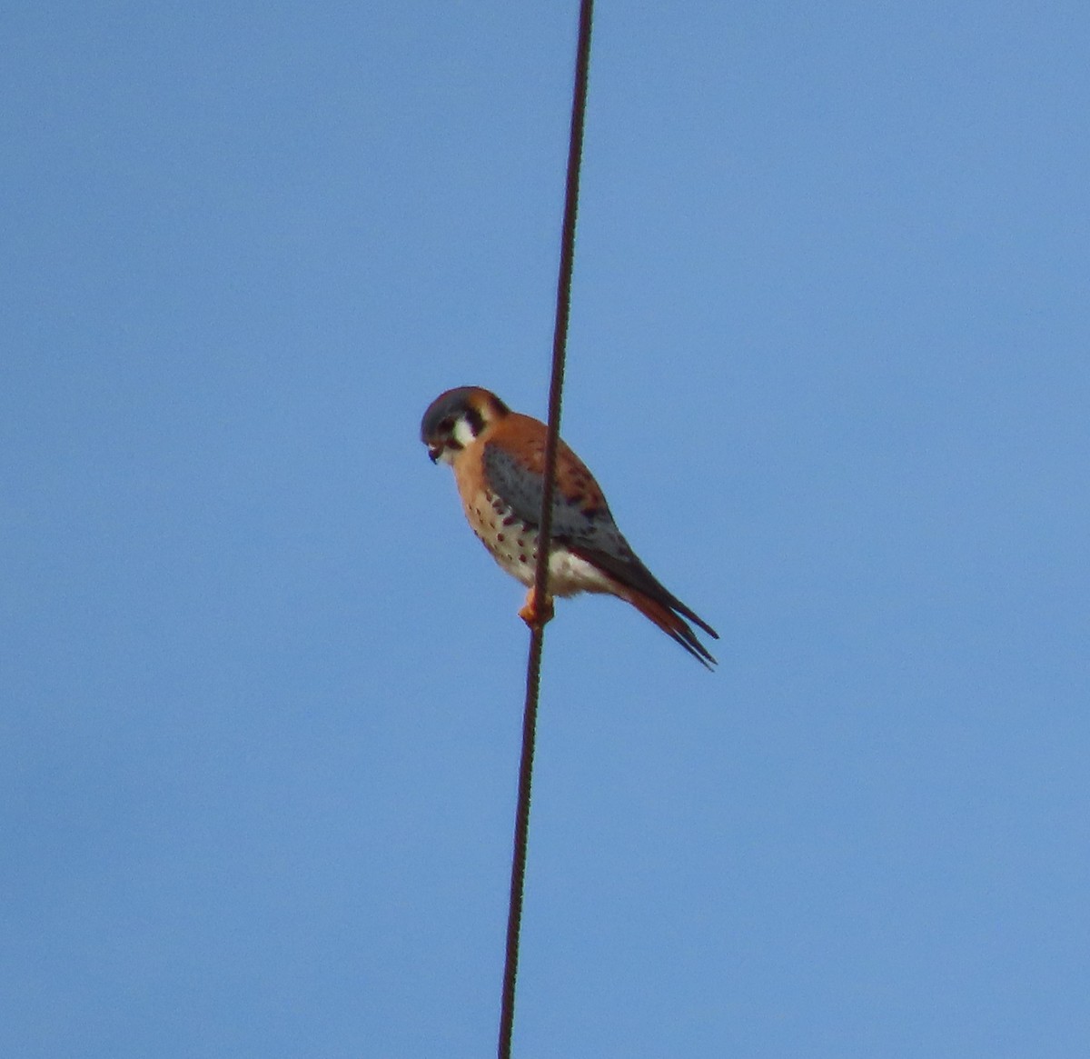 American Kestrel - ML614586506