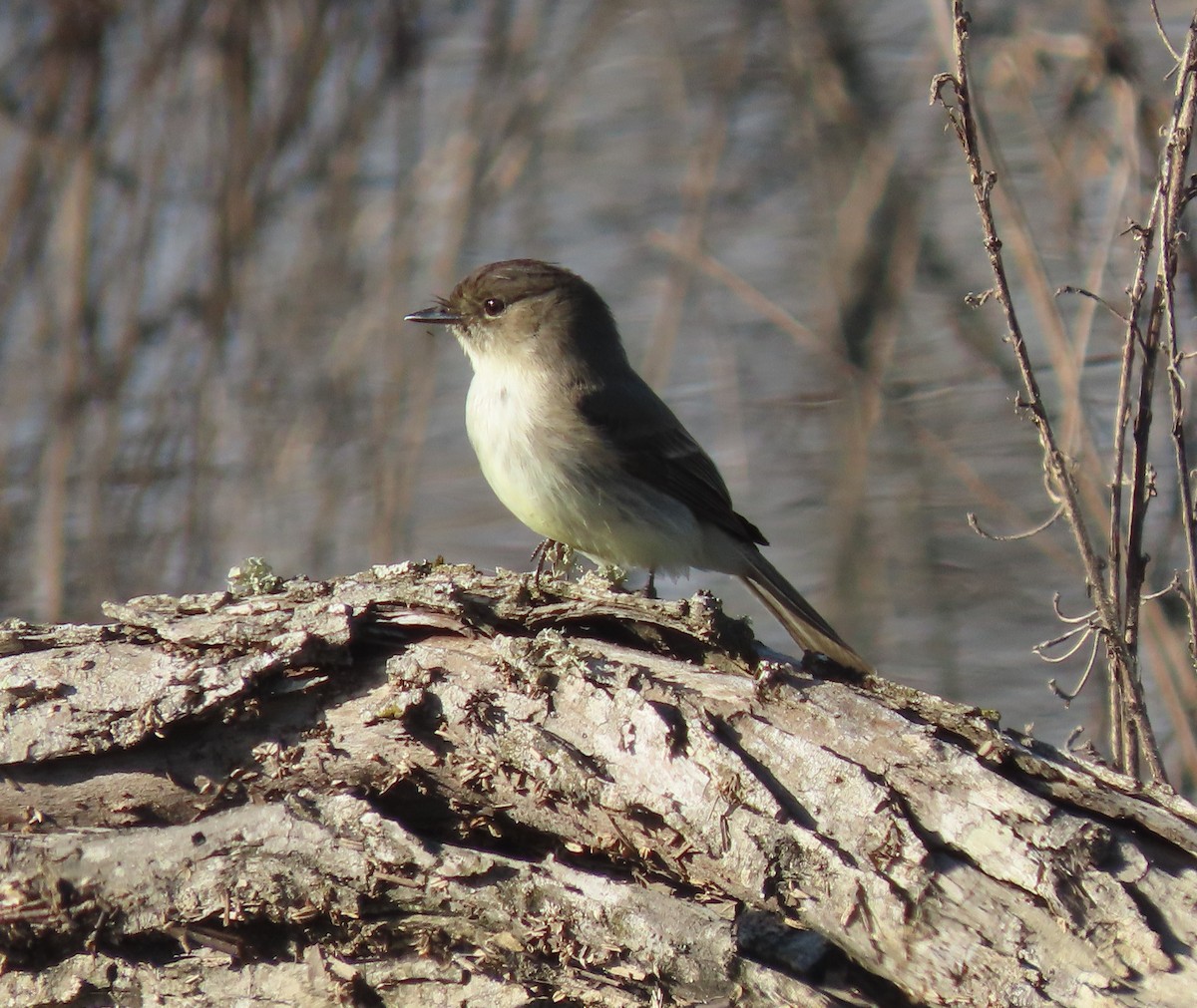 Eastern Phoebe - ML614586515