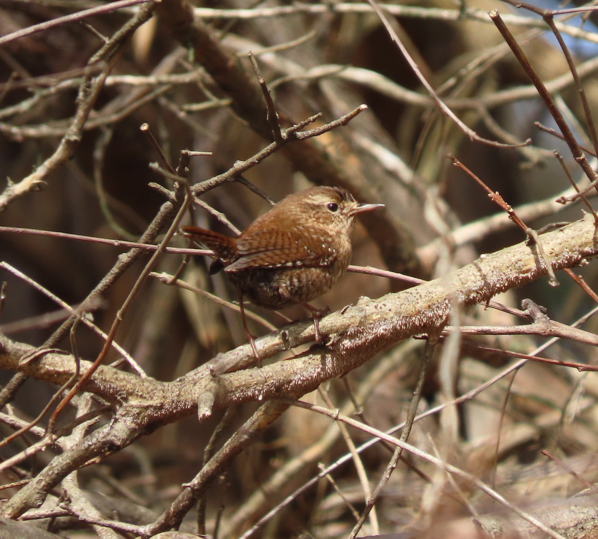 Winter Wren - ML614586535