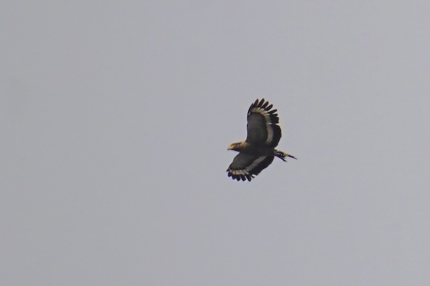 Crested Serpent-Eagle - ML614586539