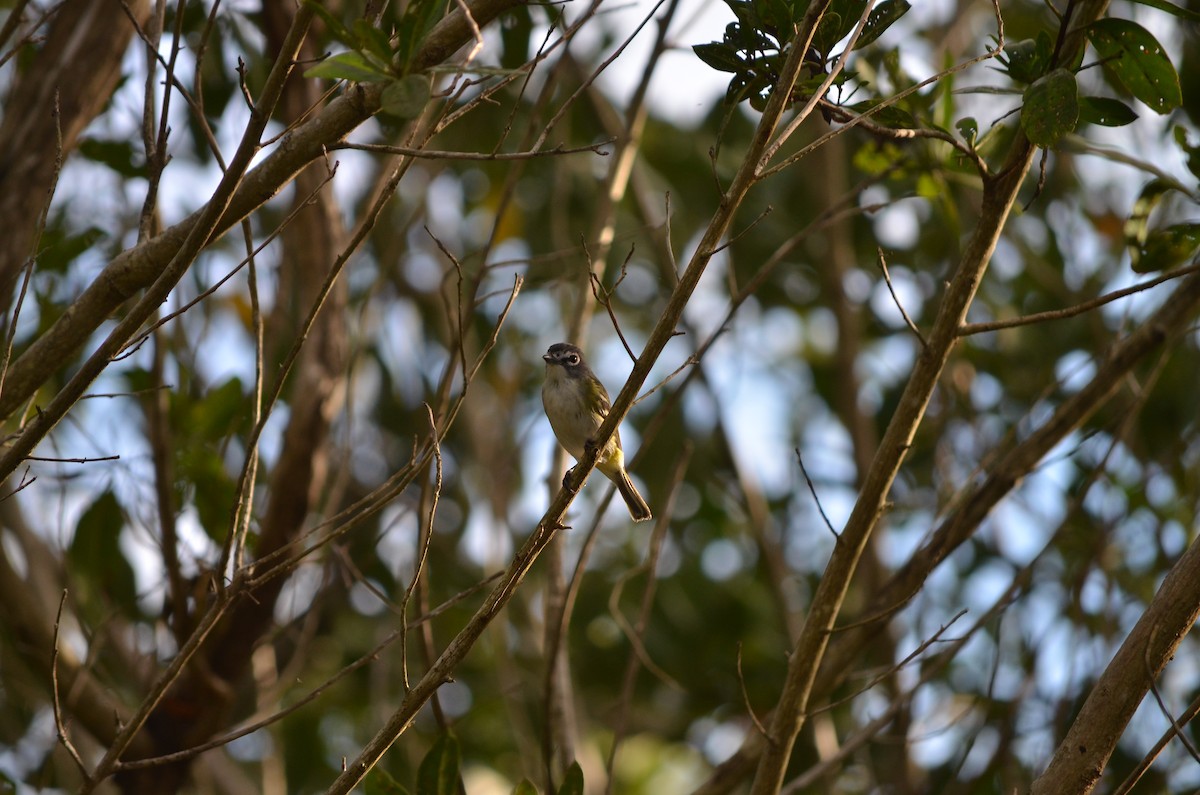 Blue-headed Vireo - ML614586628