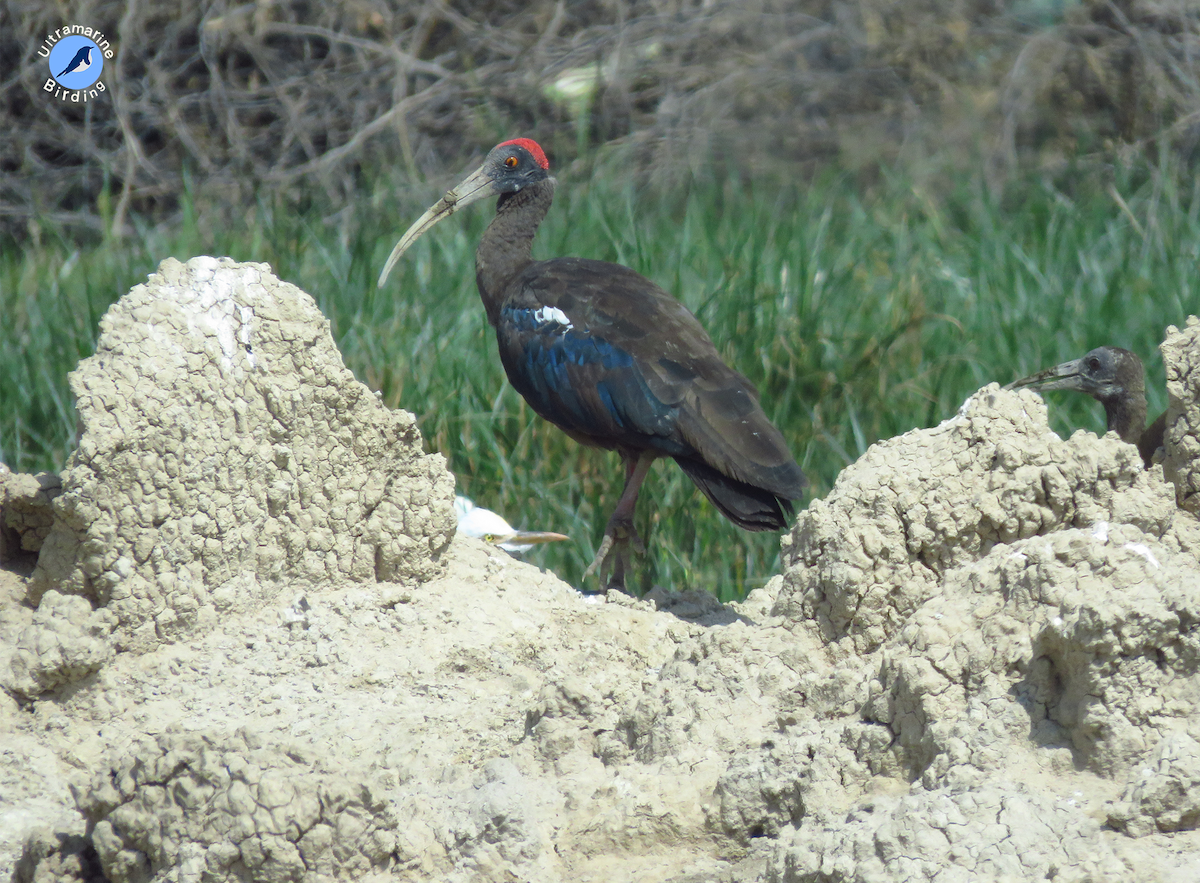 Red-naped Ibis - ML614586663