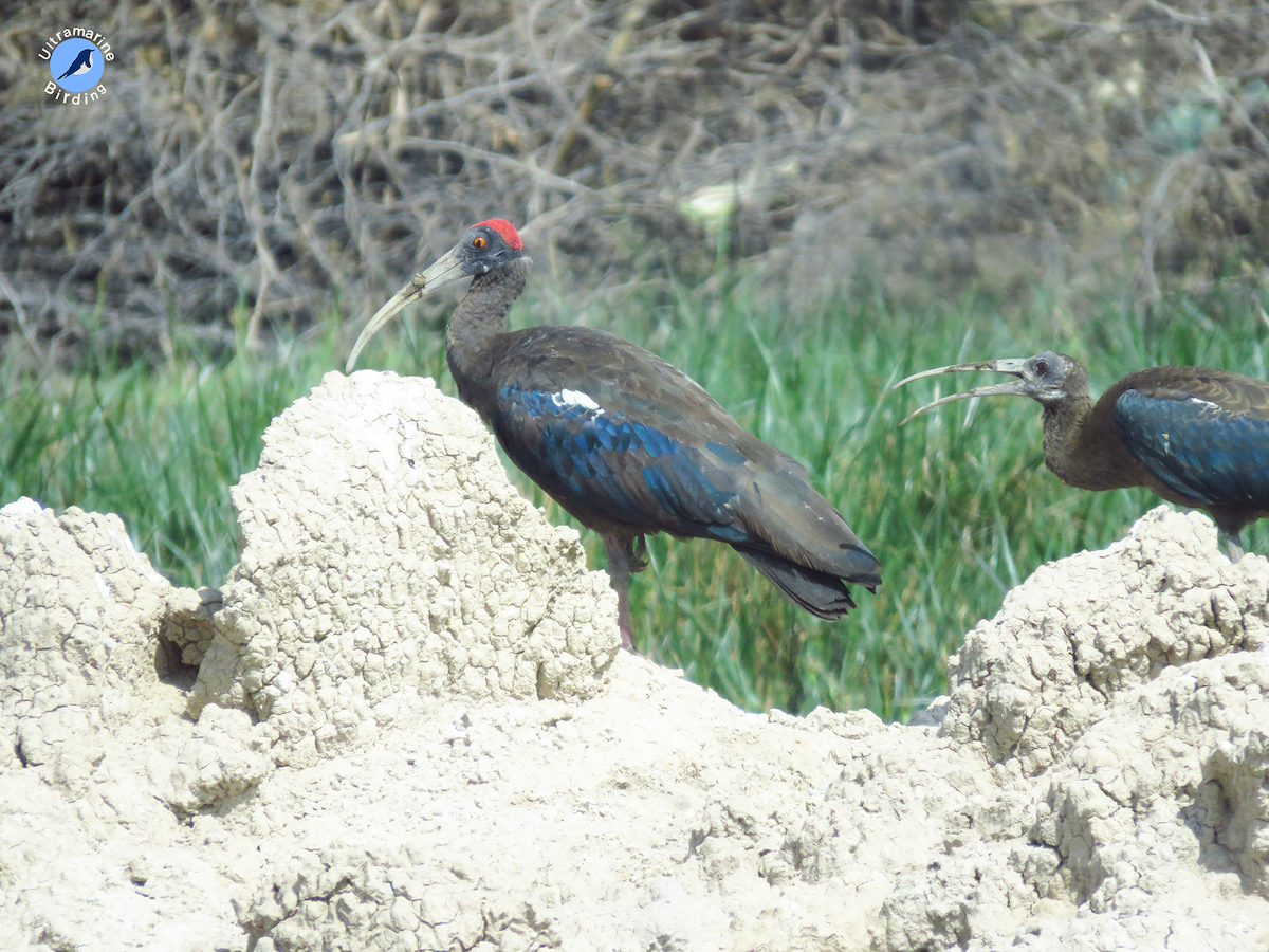 Red-naped Ibis - ML614586664