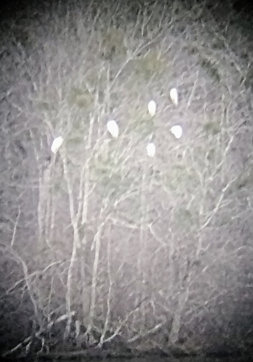 ダイサギ - ML614586668