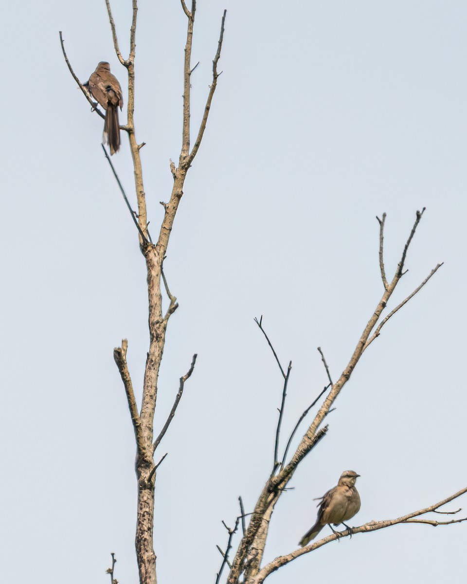 Chalk-browed Mockingbird - ML614586670