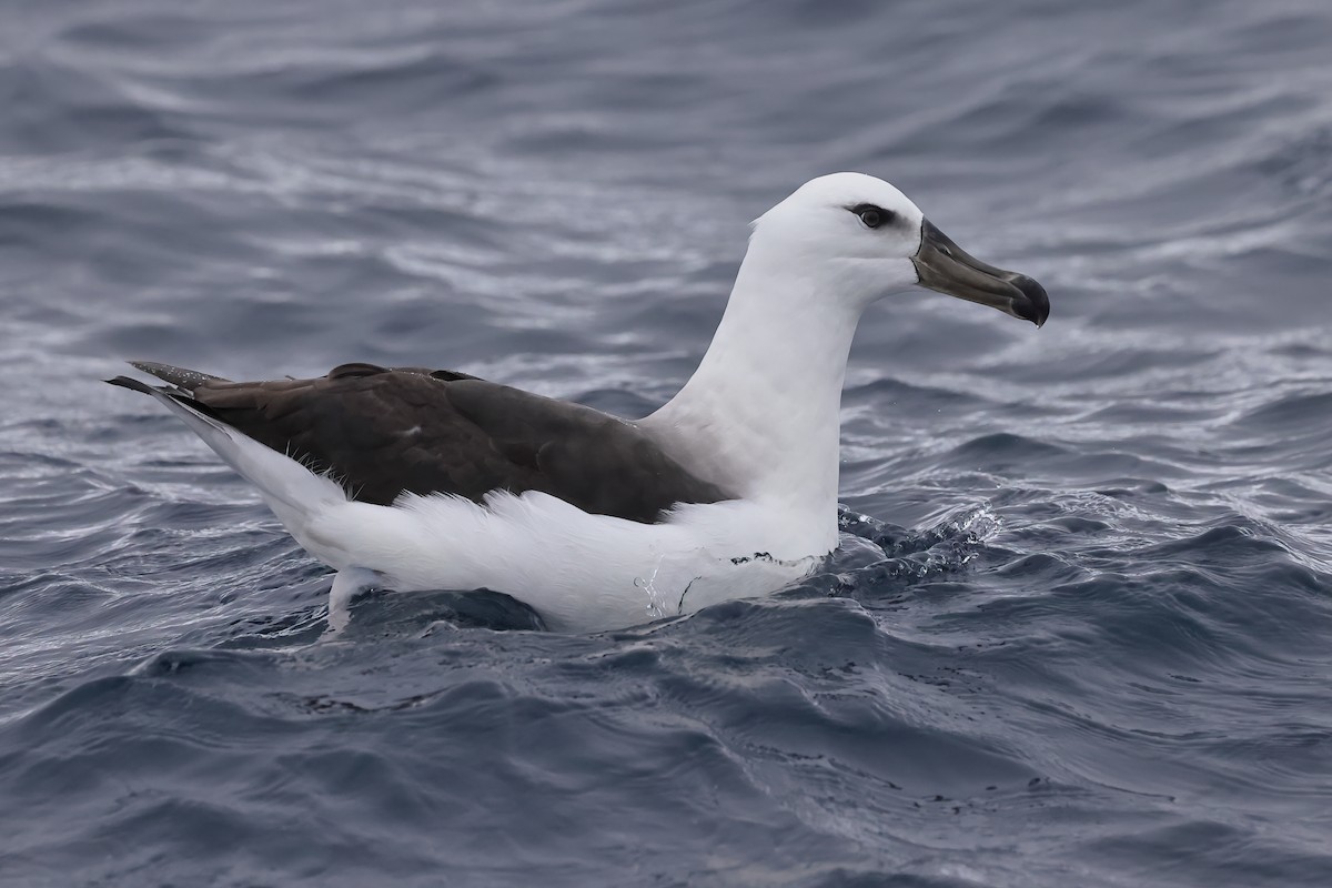 svartbrynalbatross - ML614586716