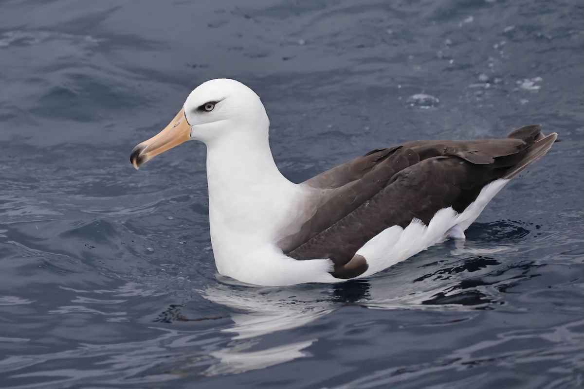 Black-browed Albatross (Campbell) - ML614586719