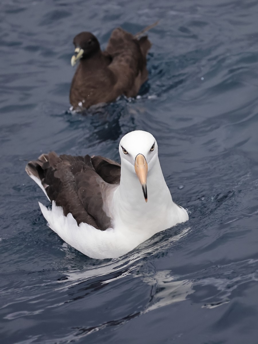 albatros černobrvý (ssp. impavida) - ML614586720