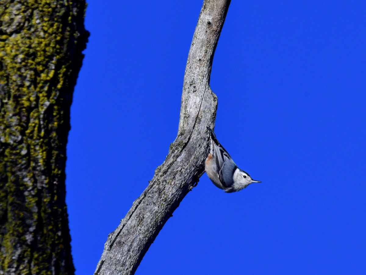 White-breasted Nuthatch - ML614586734