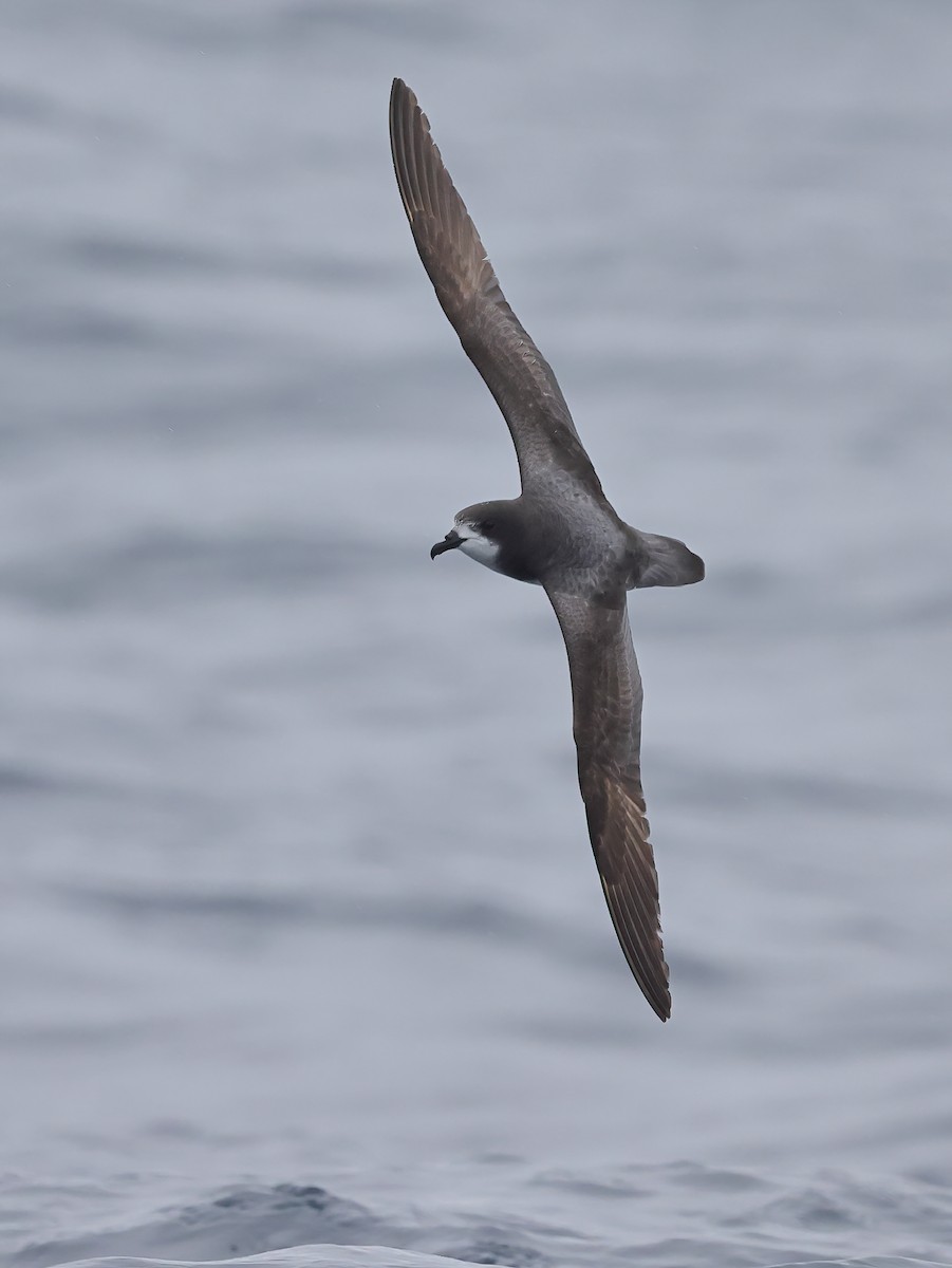 Petrel Aliblanco - ML614586788