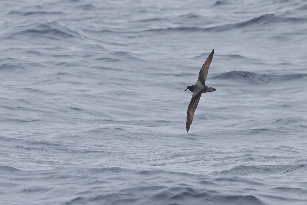 Petrel Aliblanco - ML614586789