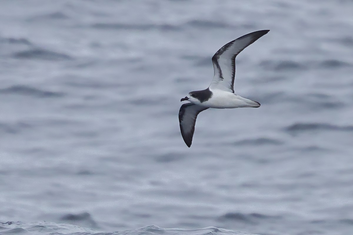 Petrel Aliblanco - ML614586805