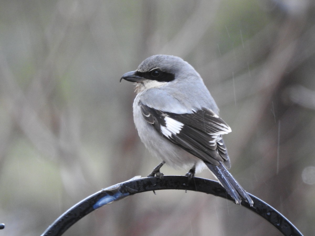 Loggerhead Shrike - ML614586911