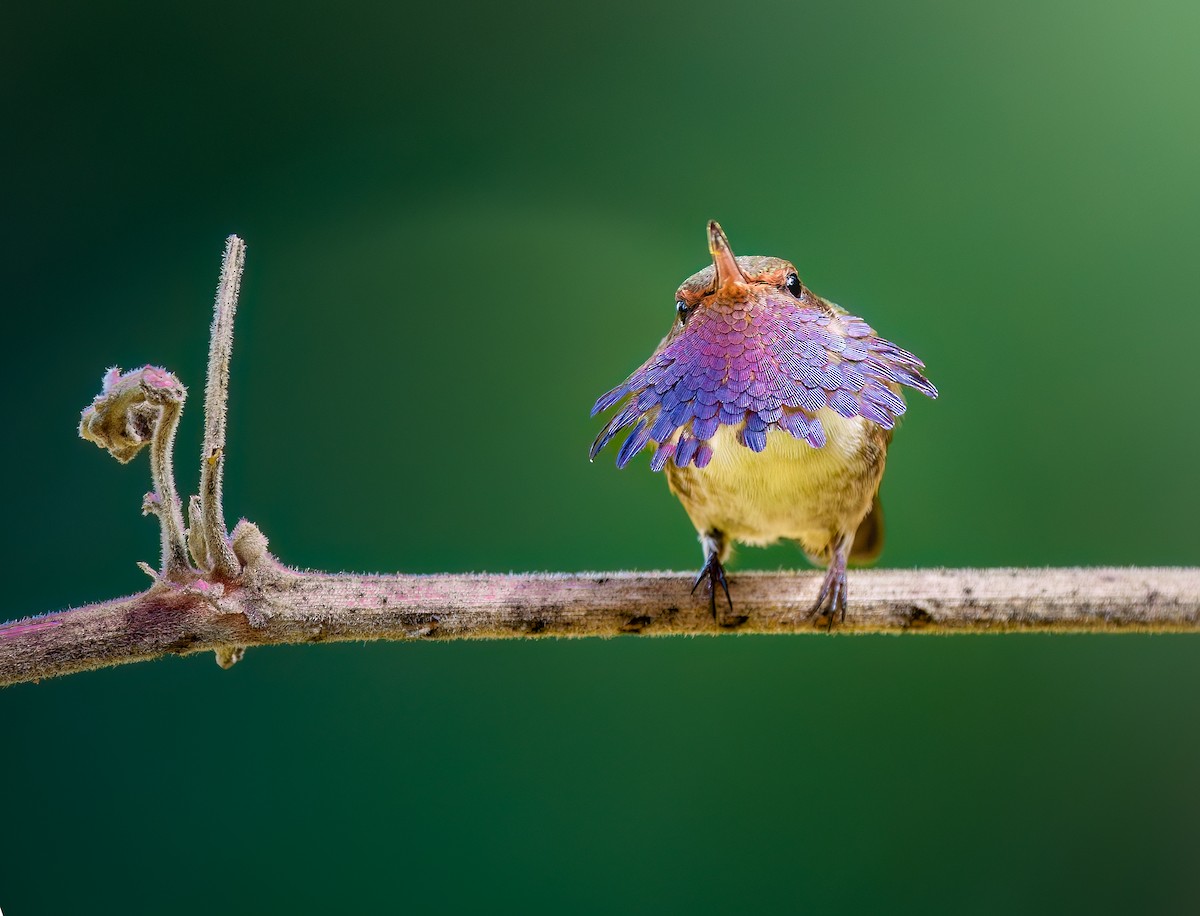 Volcano Hummingbird - ML614586927