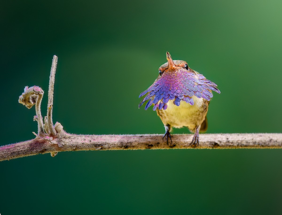 Volcano Hummingbird - Jean Bonilla