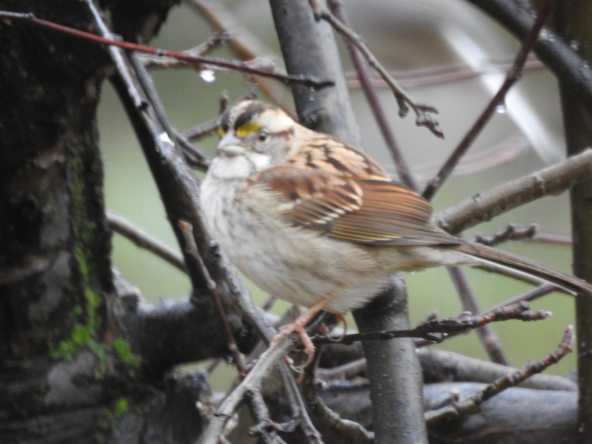 White-throated Sparrow - ML614586953