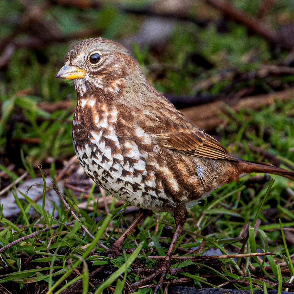 Fox Sparrow - ML614586977