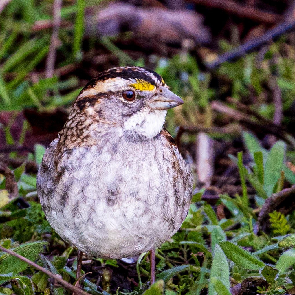 White-throated Sparrow - Ken Tweedt