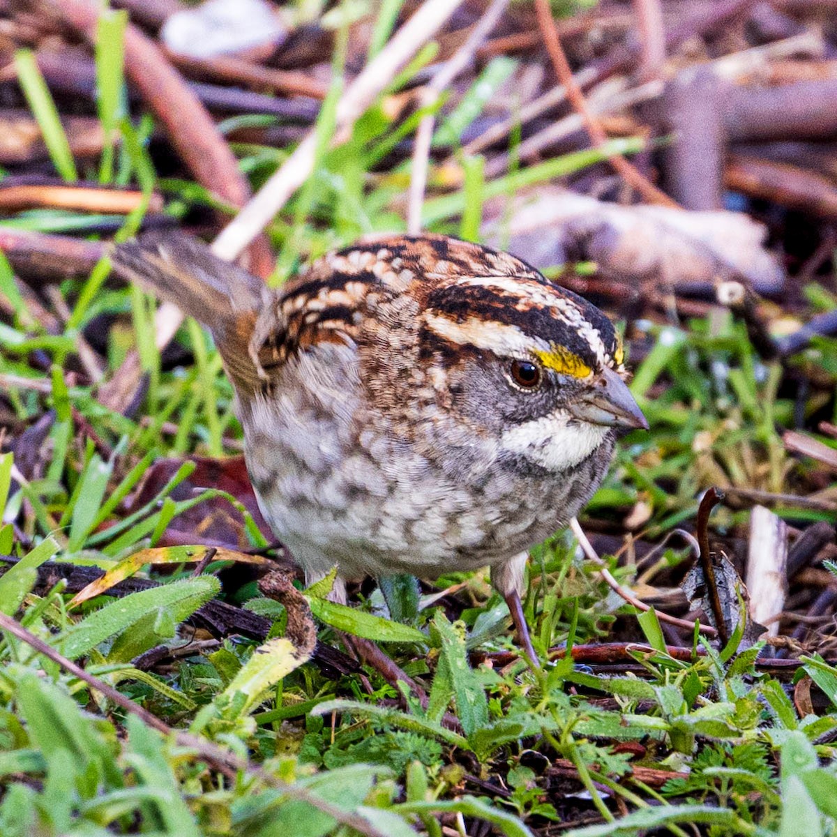 White-throated Sparrow - Ken Tweedt