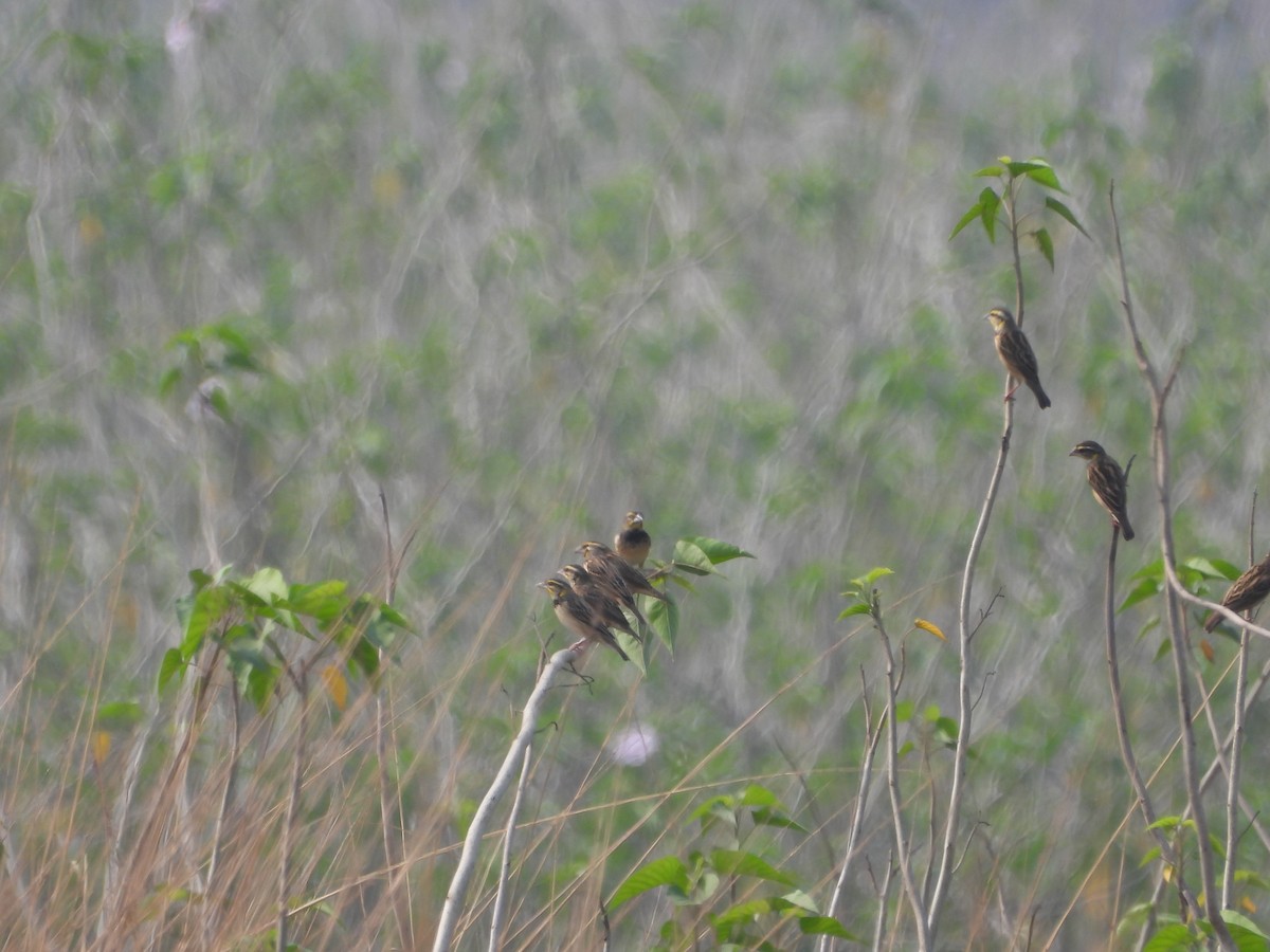 Black-breasted Weaver - ML614586999