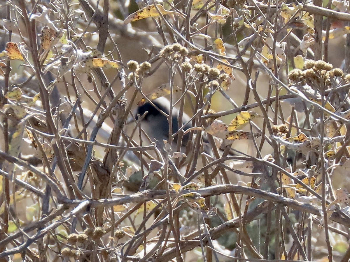 Black-tailed Gnatcatcher - Marc Lichtenberg