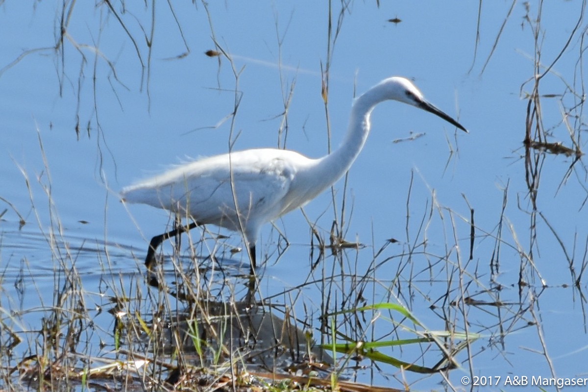 Little Egret - Bernadette and Amante Mangaser