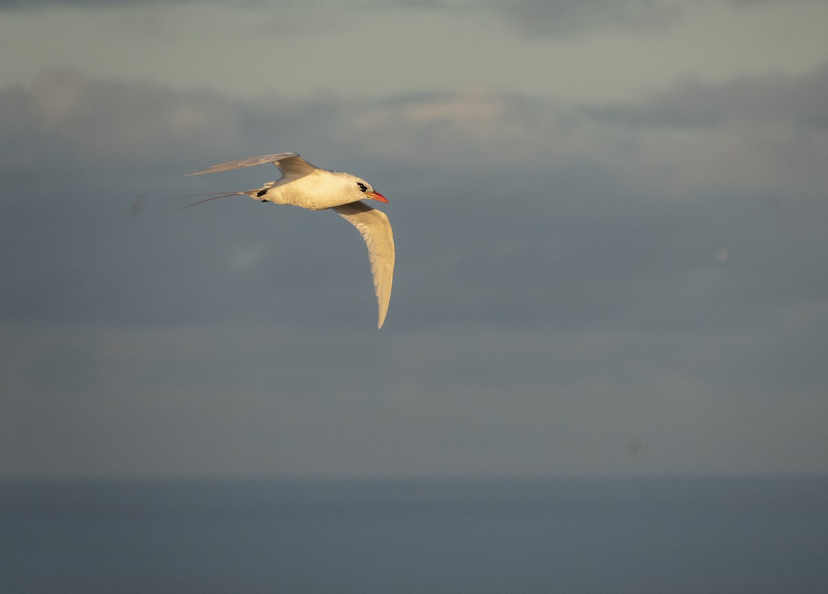 Red-tailed Tropicbird - ML614587075