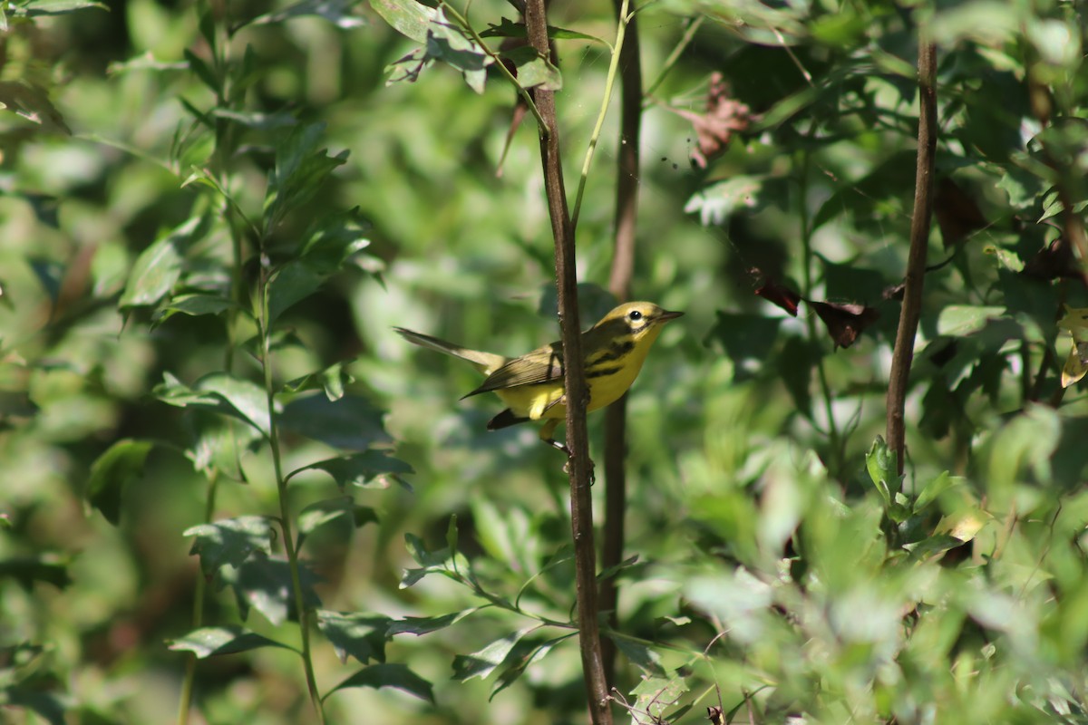 Prairie Warbler - ML614587115