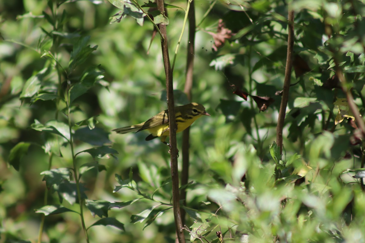 Prairie Warbler - Mark Kamprath