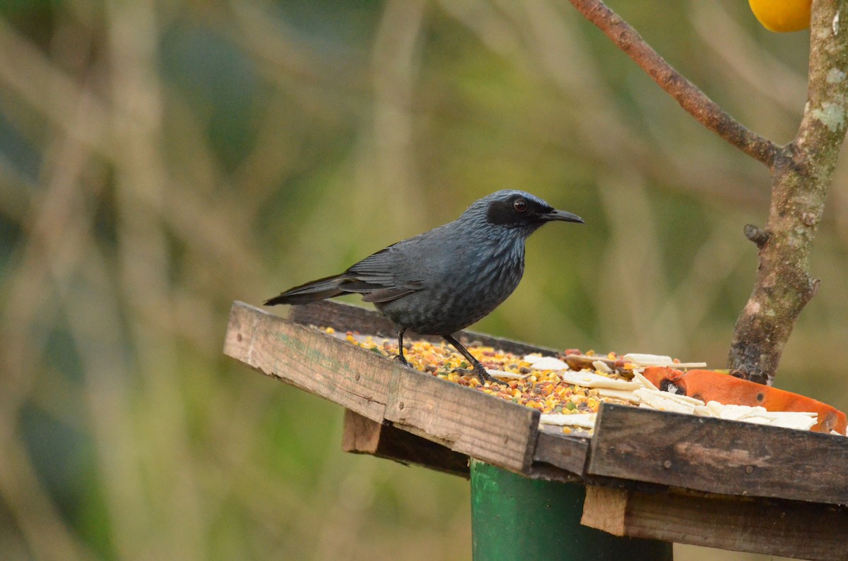 Blue Mockingbird - ML614587145