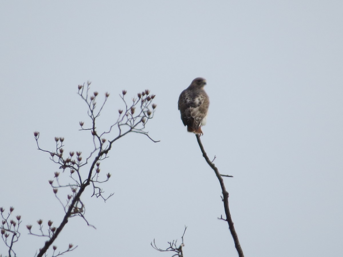 Red-tailed Hawk - ML614587231