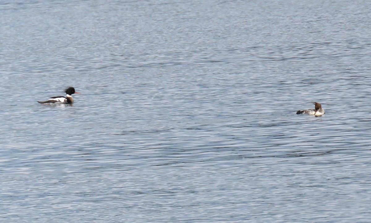 Red-breasted Merganser - ML614587256