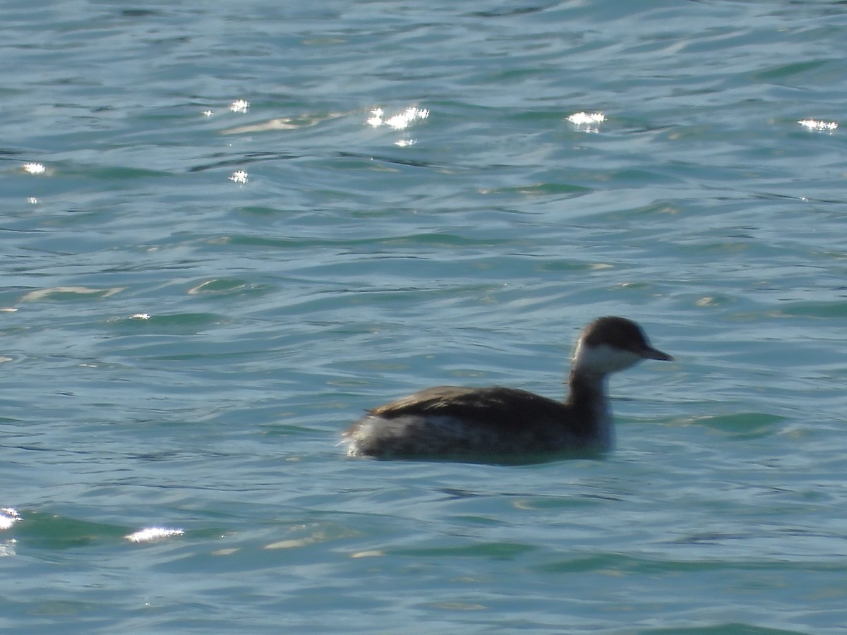 Horned Grebe - Janet Pellegrini