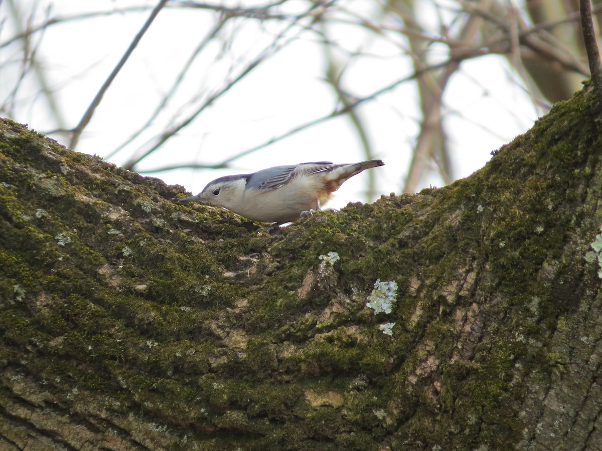 White-breasted Nuthatch - ML614587263