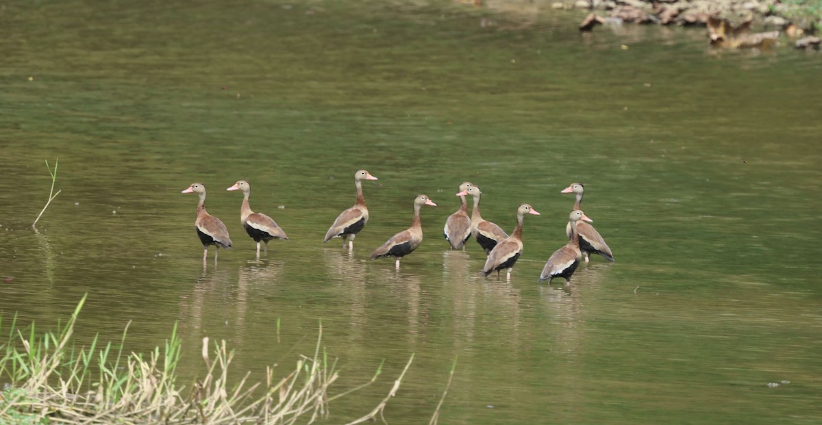 Black-bellied Whistling-Duck - ML614587269