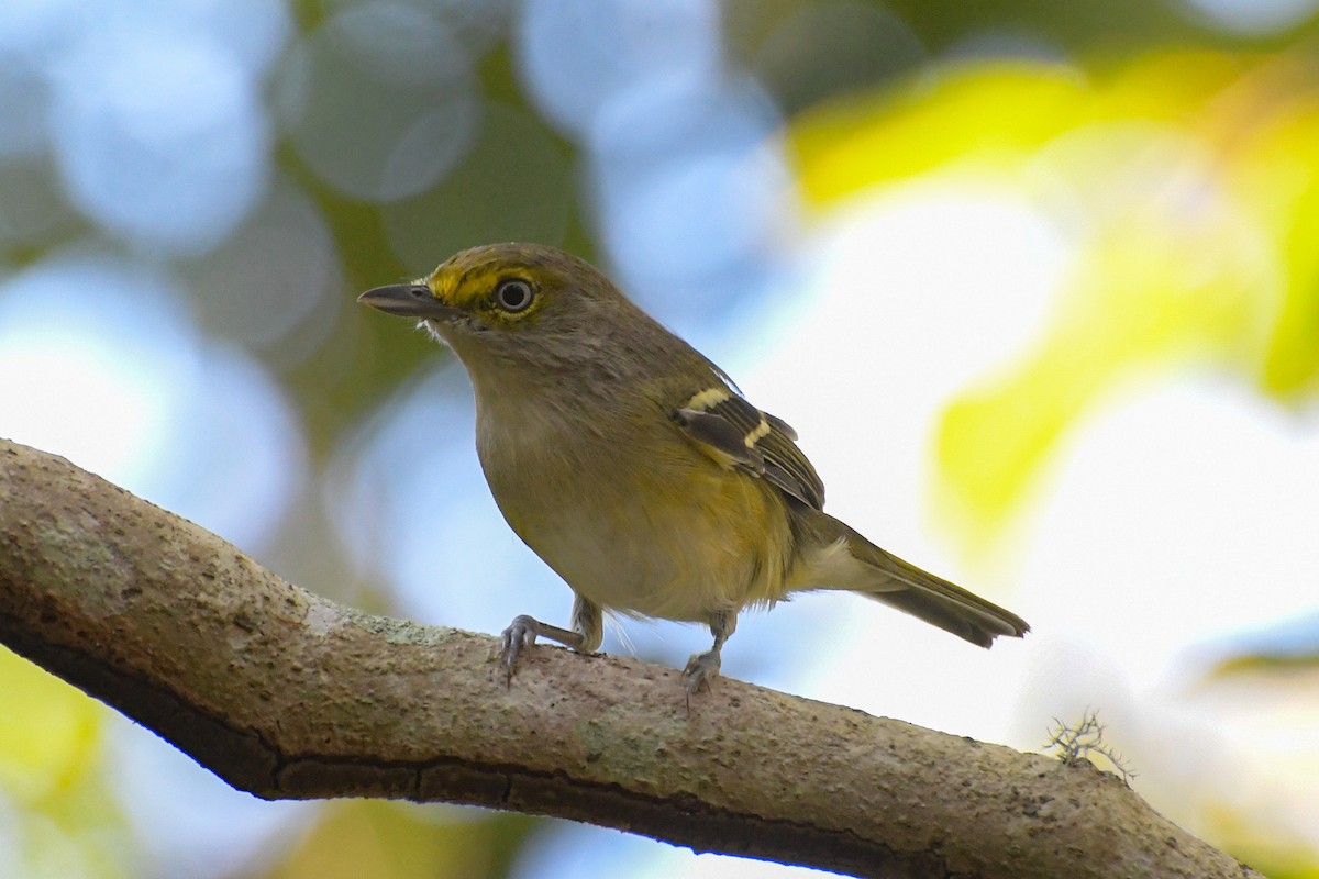 Ak Gözlü Vireo - ML614587290