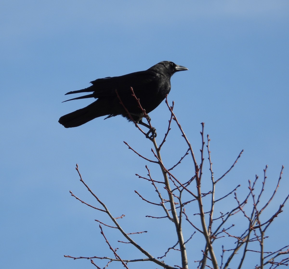 American Crow - ML614587297