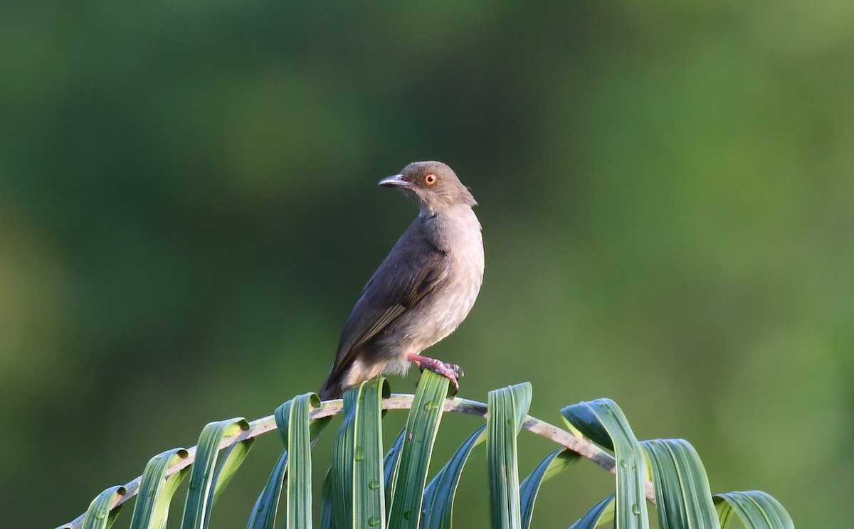 Red-eyed Bulbul - ML614587316