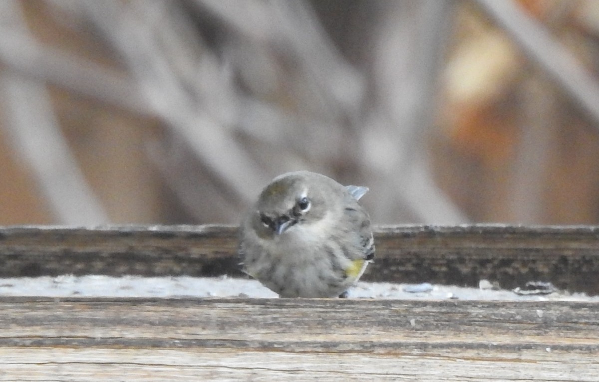 Yellow-rumped Warbler - ML614587354