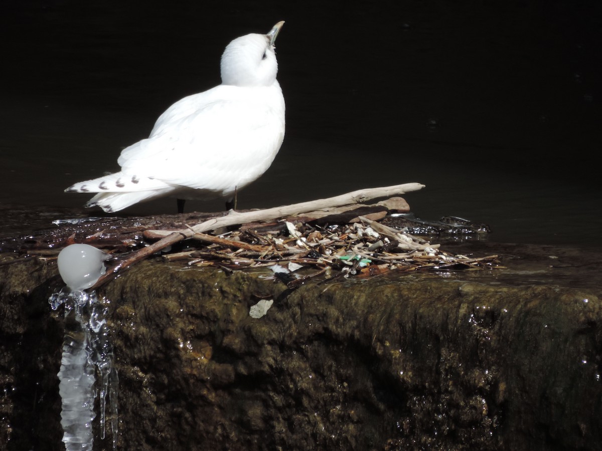 Mouette blanche - ML614587384