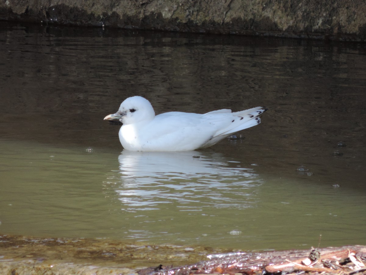 Mouette blanche - ML614587389