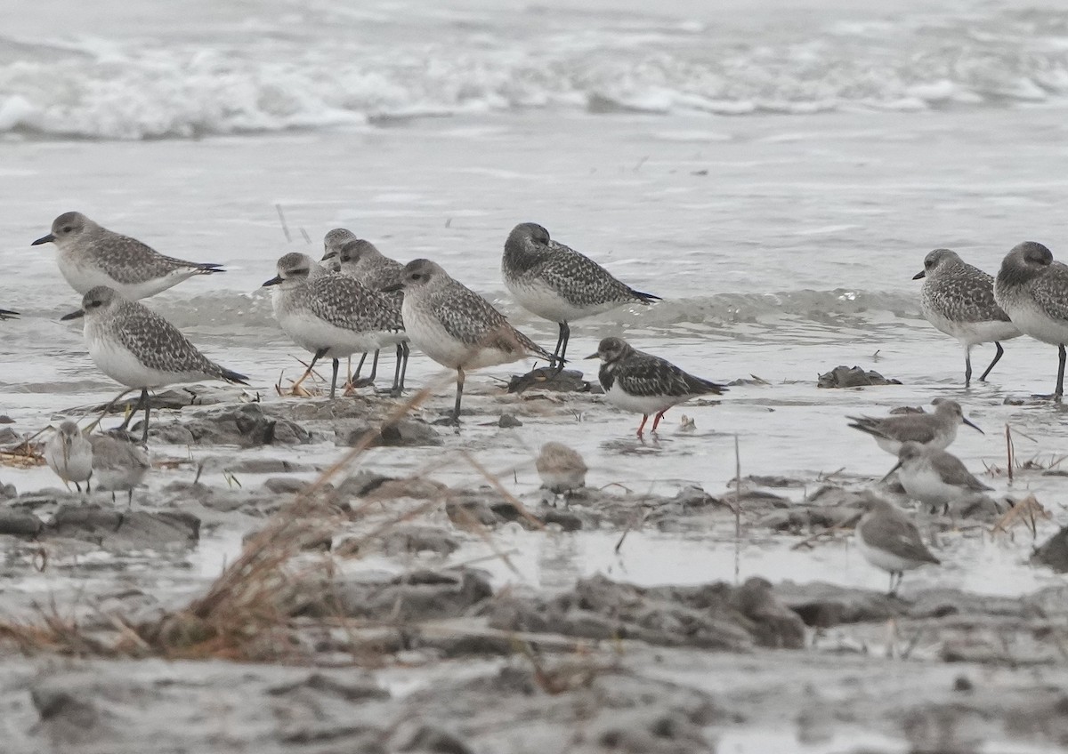 Ruddy Turnstone - ML614587412