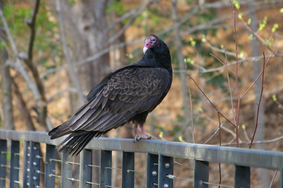 Turkey Vulture - ML614587465
