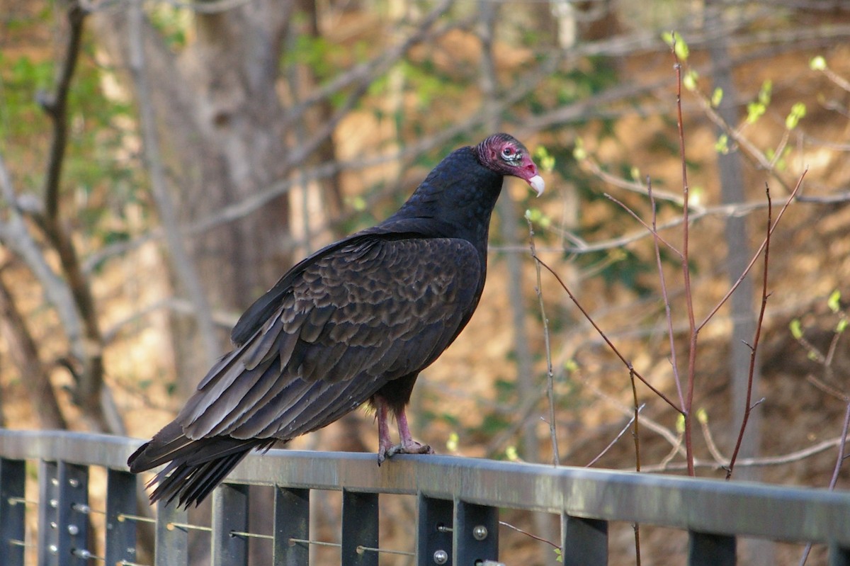 Turkey Vulture - ML614587466